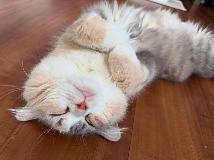 気持ちよさそうに眠るにゃーちゃん 見ているだけで癒やされる