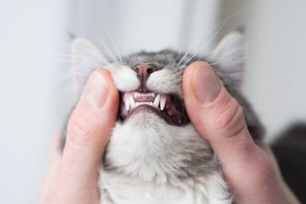 若い猫の歯