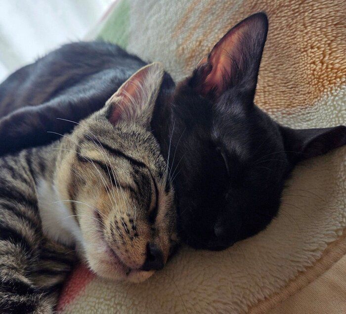 ピタッと寄り添って眠るバルくん、メイちゃん。