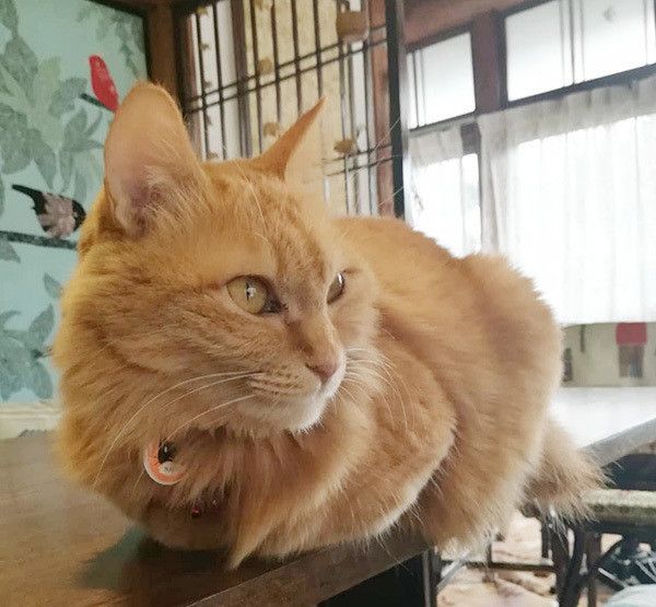 座る猫