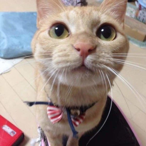 見つめる猫
