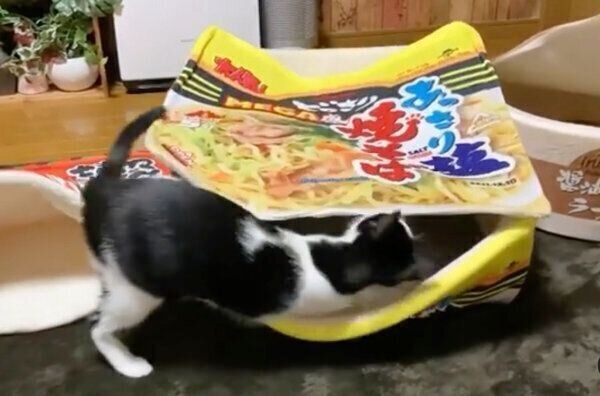 塩やきそばクッションの中に入るベニちゃん