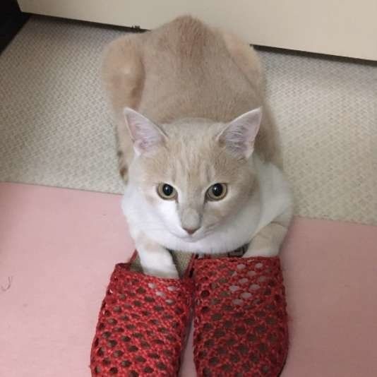 飼い主さんのお風呂上がりを待つ茶トラ