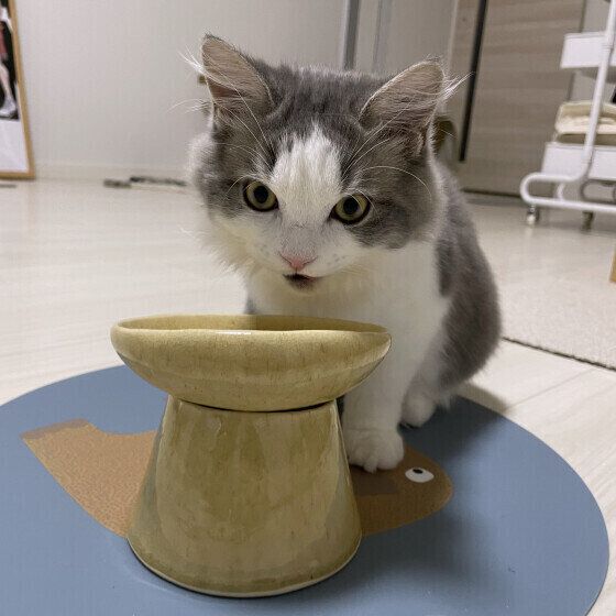 ごはんを食べるラフくん