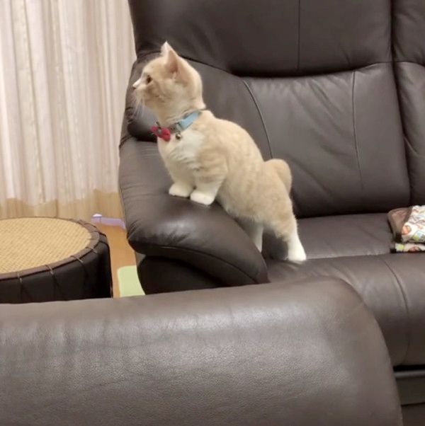 抜け毛と遊ぶ子猫