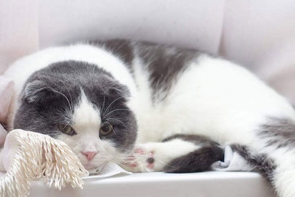 見つめる猫