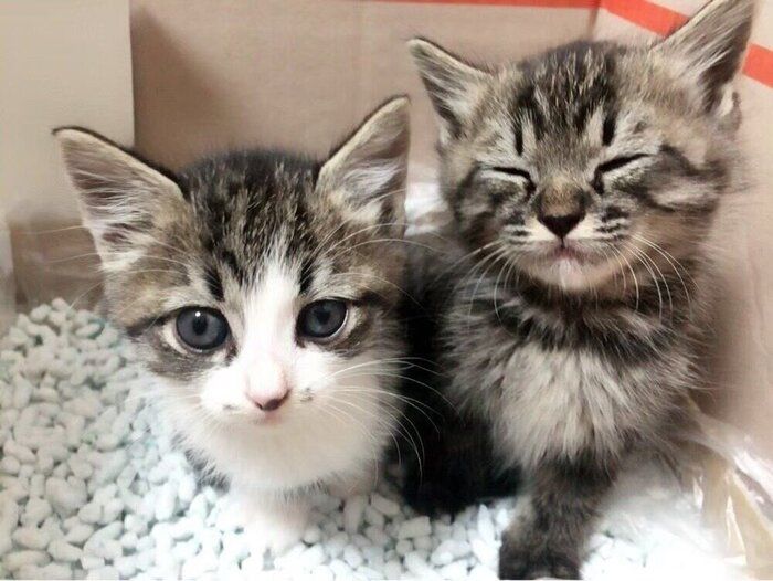 2匹の生後1カ月頃の子猫