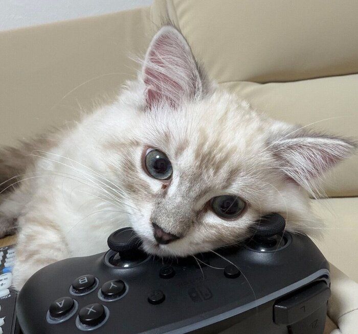 コントローラーにあご乗せするかるびくん