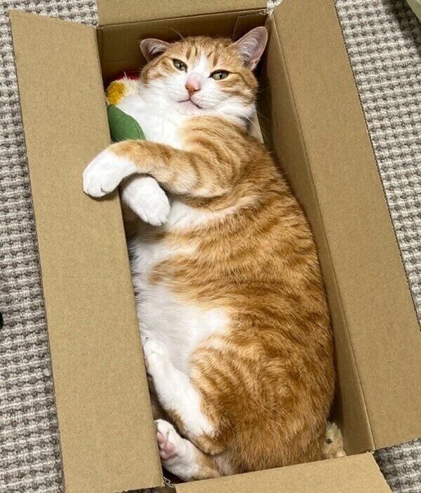 段ボールにシンデレラフィットするクウちゃん