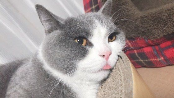 舌を出すブリティッシュショートヘア