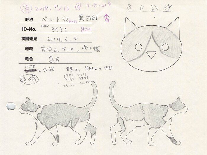 写真提供/小笠原ネコプロジェクト