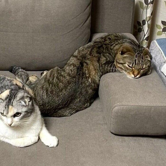 飼い主さんが驚いたポテくんの首の向き