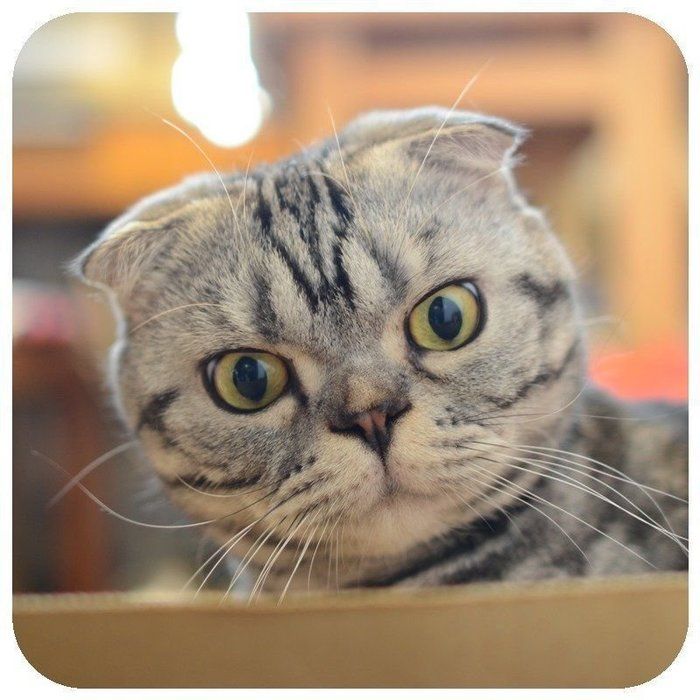 @tacos_cat