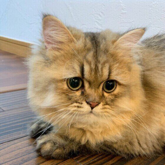 フローリング上のペルシャ