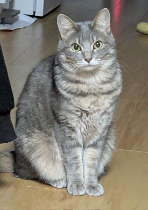 2才の猫