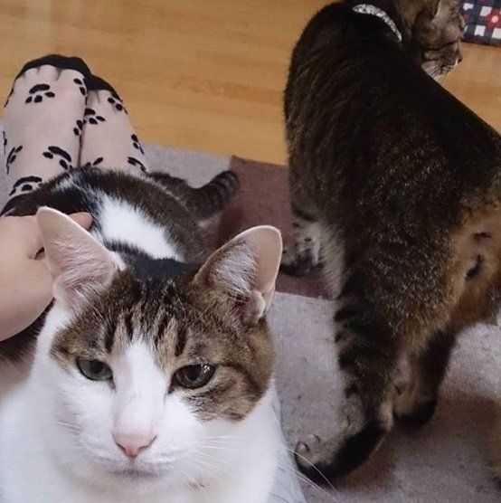 肉球ソックス