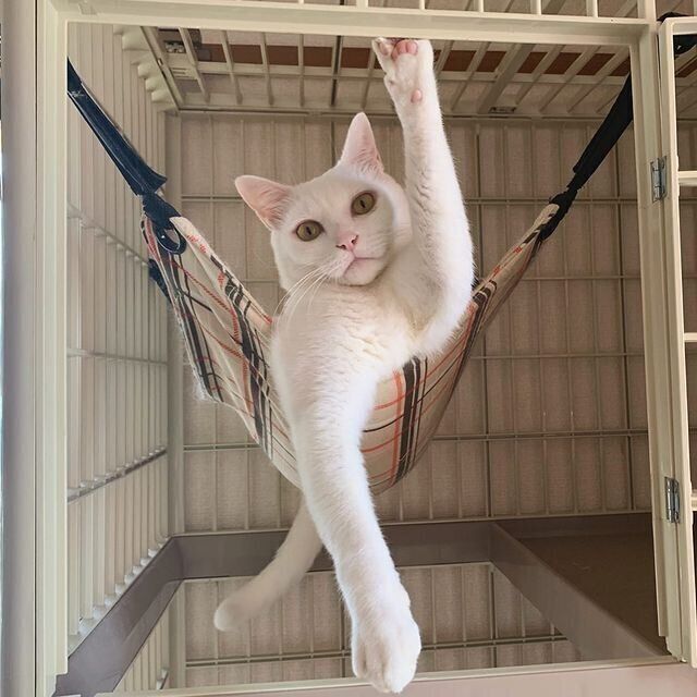 白い猫