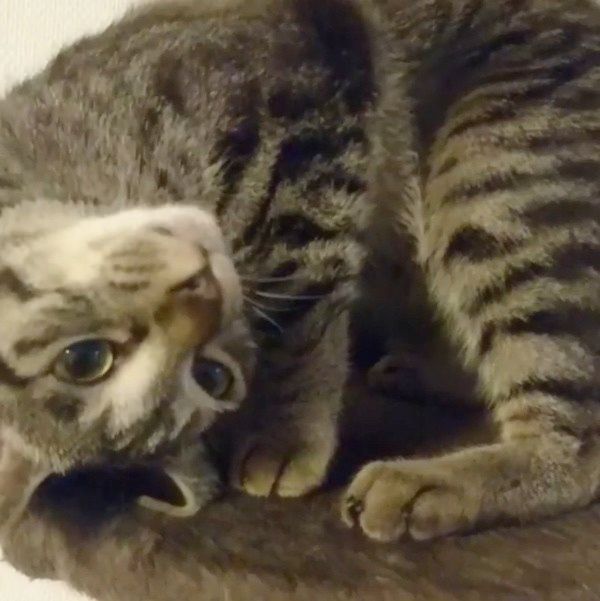 見つめる猫