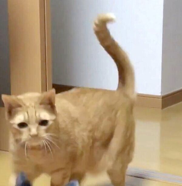 先輩猫・ドツちゃんのもとに向かうポン子ちゃん