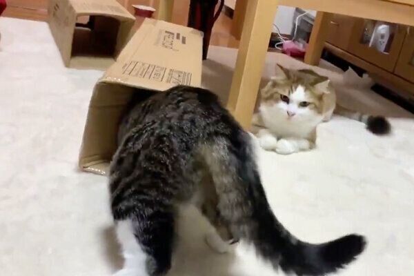 ダンボールの中に入るオデコちゃんと、きょとんとした表情で見つめる秀吉くん