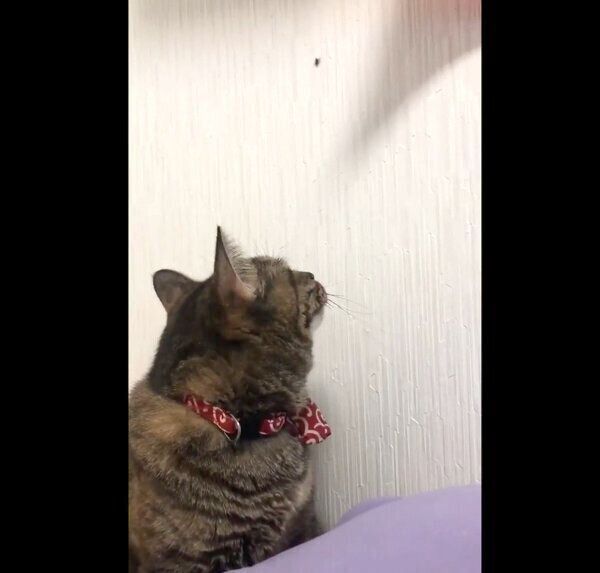 クモを発見したきなこちゃん