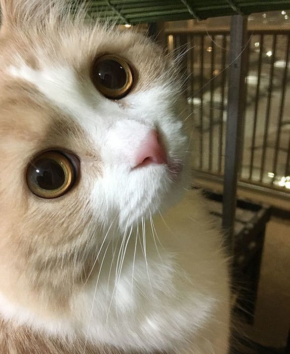 見つめる猫