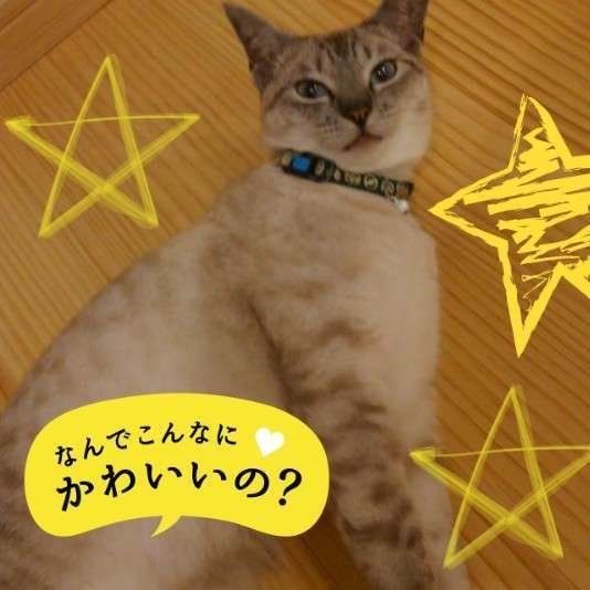 サバトラのだぁだちゃん