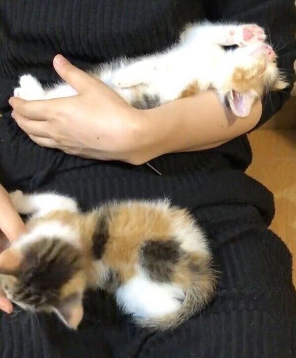 じゃれて甘えるクッキーちゃんとクラッカーちゃん