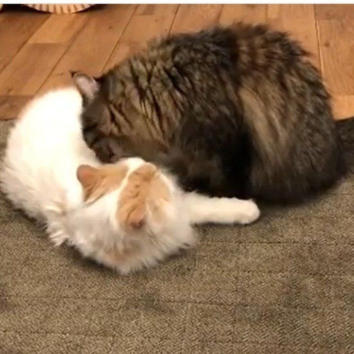 何が何でも毛づくろいをしようとするにゃんこ