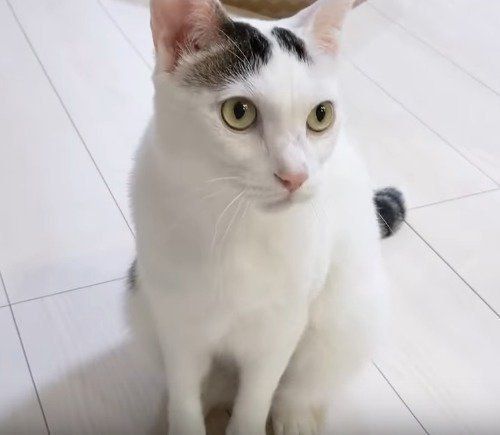 猫 チロくん