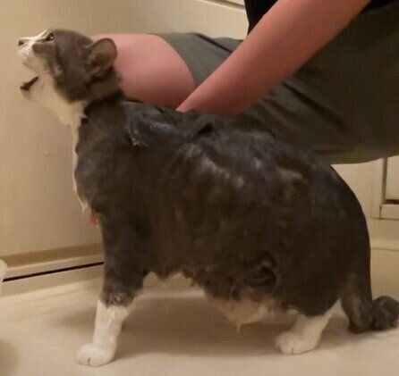 シャンプー中のモアレちゃん