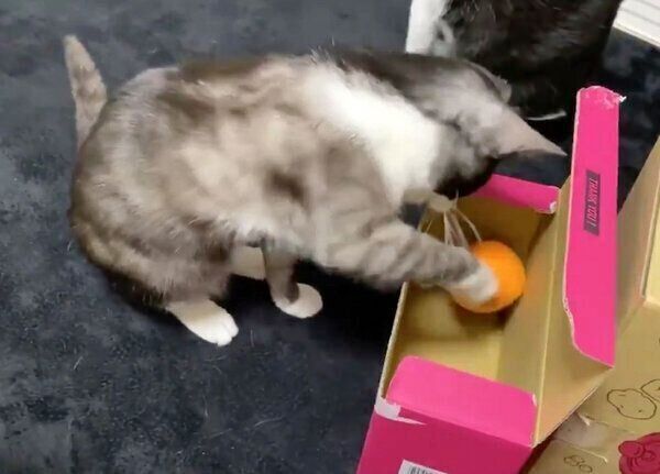 ボールを箱の中に入れるもやしくん