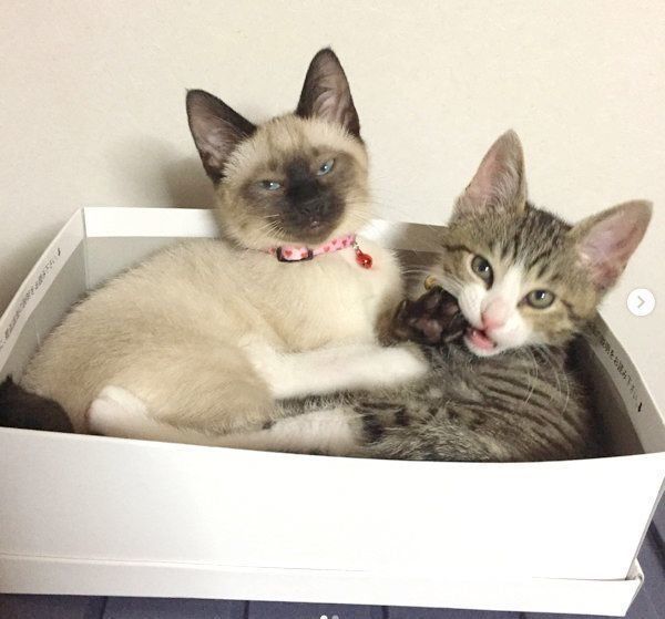元保護猫・ルルちゃんと音ちゃん