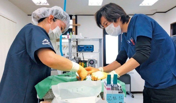 画像/2019年8月号「猫のために何ができるのだろうか」