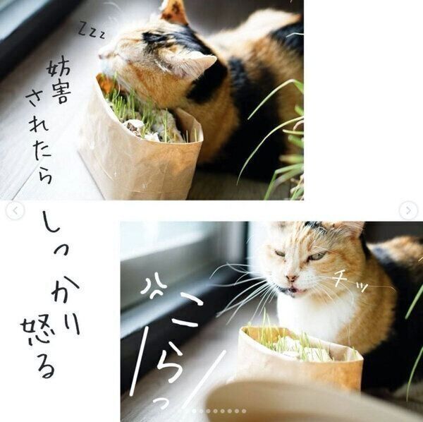 無印良品の「猫草栽培セット」