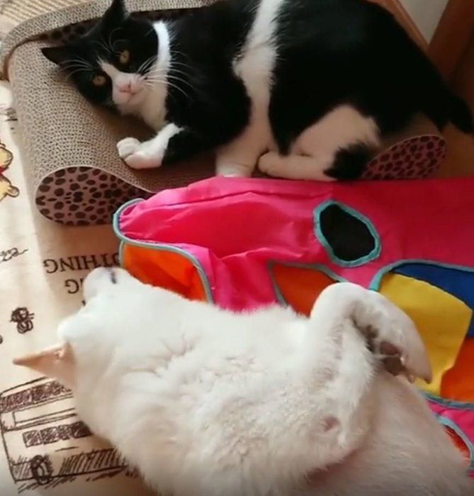 冷めた目の猫
