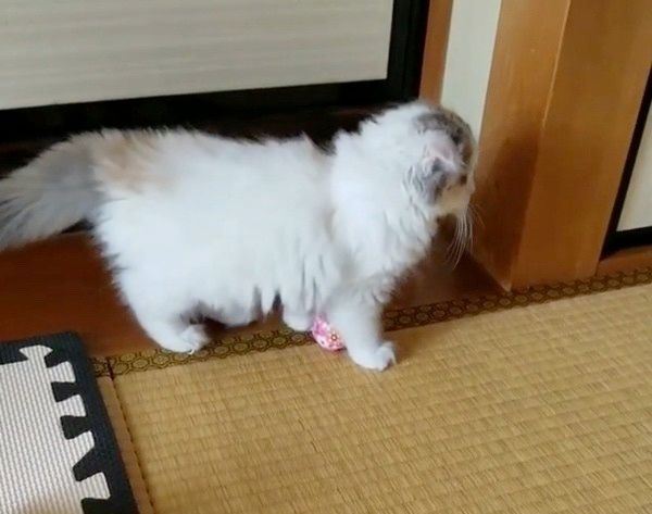 遊ぶスコティッシュフォールド