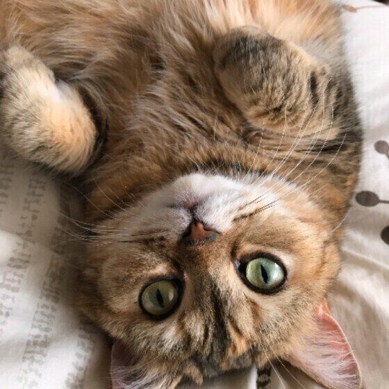 見つめるエキゾチックショートヘア