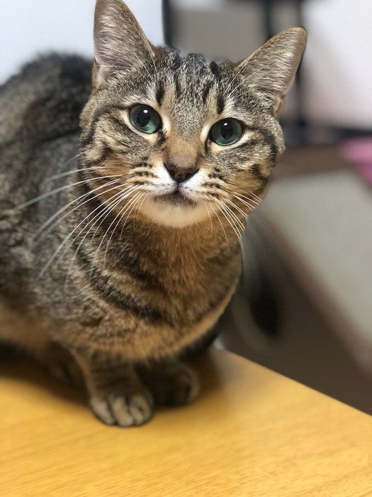 画像/ねこのきもち2020年1月号『猫の病気、そこが知りたい!』
