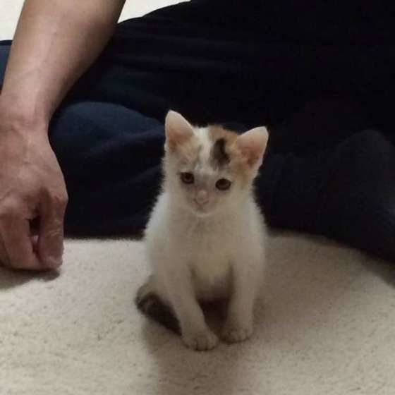 オスのミケ猫