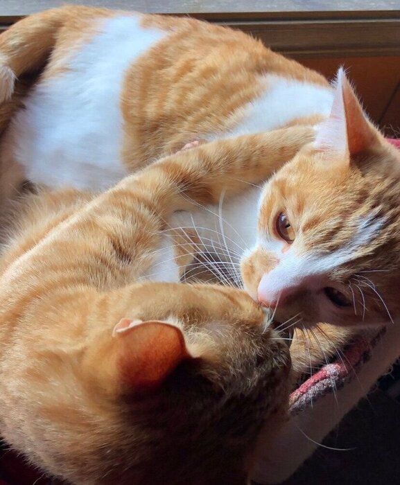 子猫のれおくんの相手をするじんくん