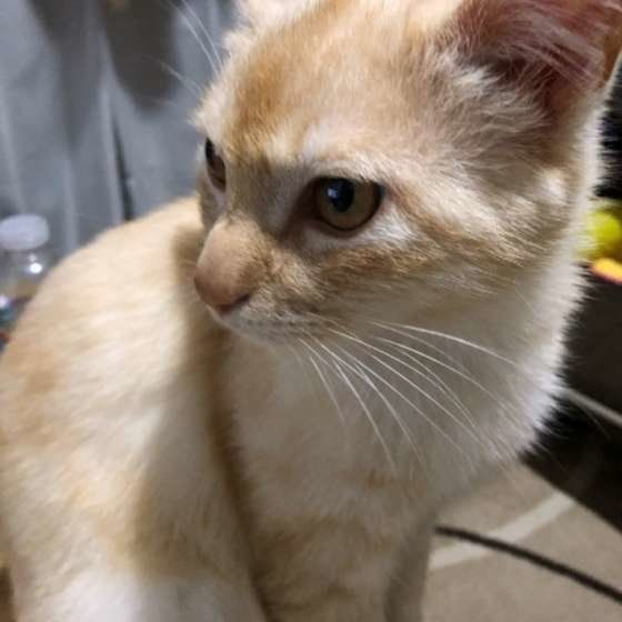 見つめる猫