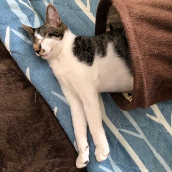 トンネルの中で眠る猫(MIX、オス)