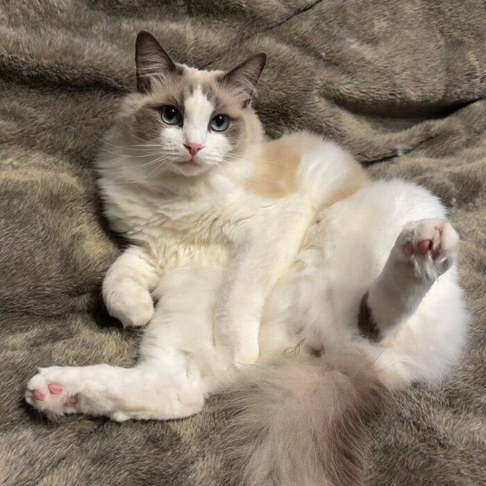 ベッドには「連れてきてほしい派」のニコくん。