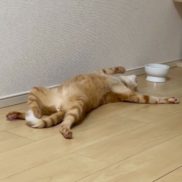 大の字猫 resized_6c87a71c-c626-4629-