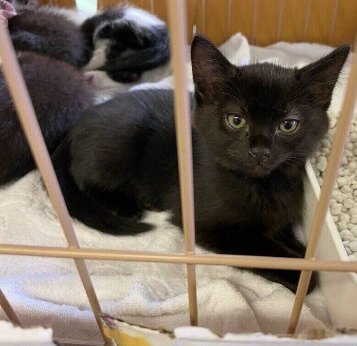 譲渡会で初めて会ったときのさすけくん