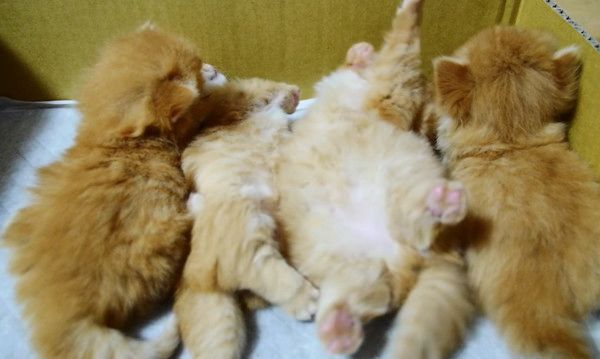 起き上がれない子猫