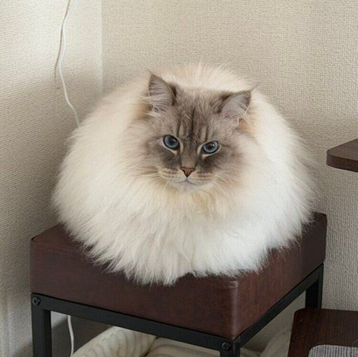 現在のいれぶんくん