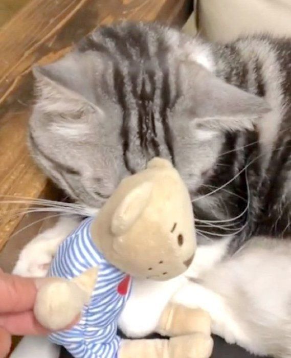 ぬいぐるみを抱えるマンチカン