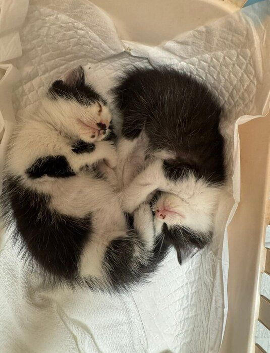 仲良く寝ている2匹の猫